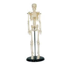 Full-Scale Human Skeleton Replica